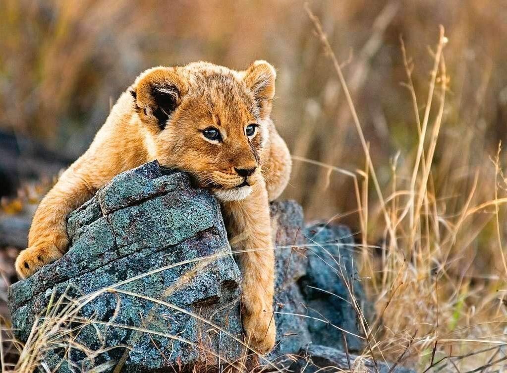 Ravensburger Little Lion 200-Piece Puzzle - Ideal for Kids!