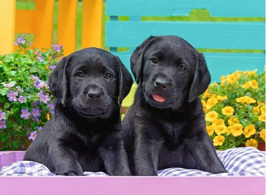 Ravensburger Puppy Life 300-Piece Puzzle - Perfect for Kids