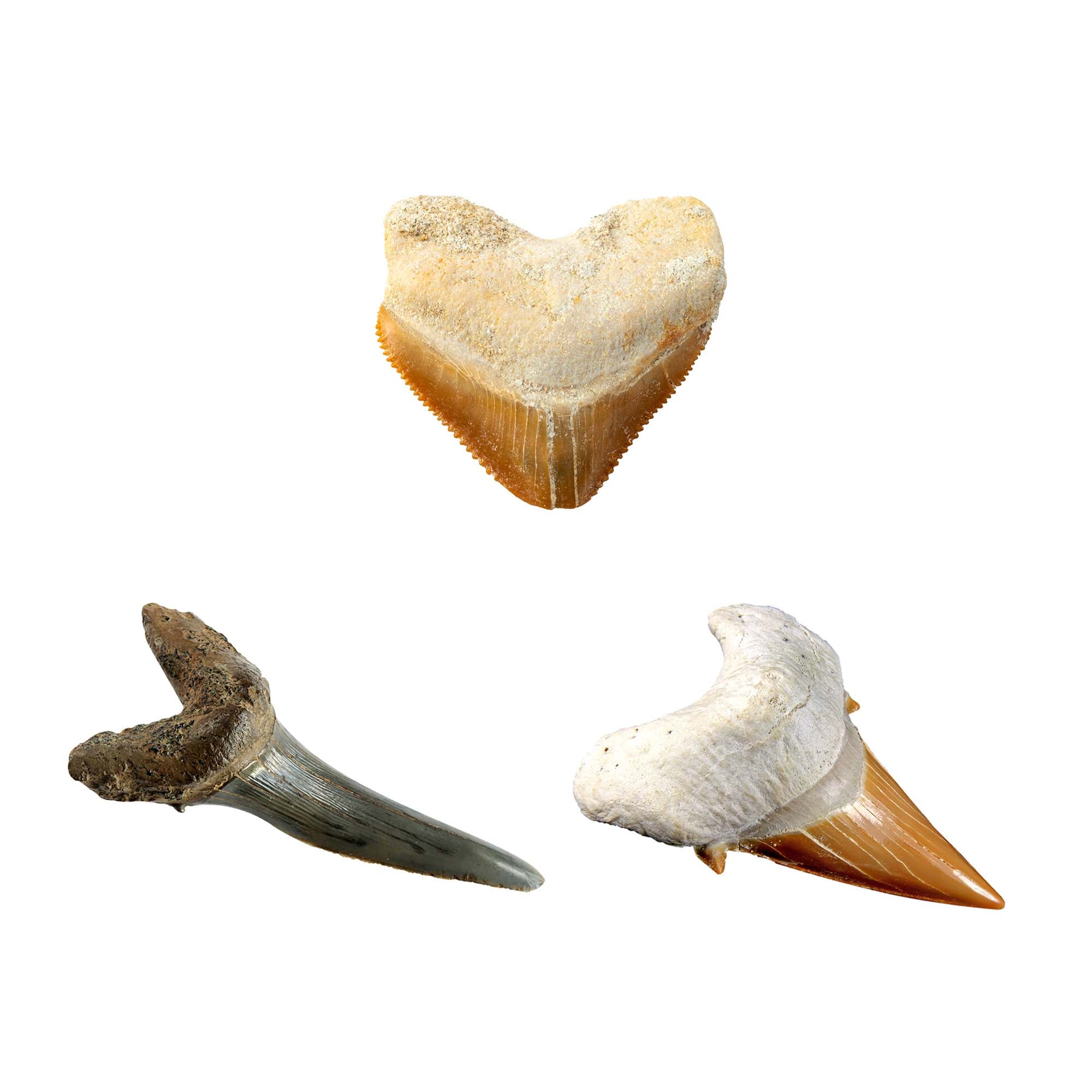 National Geographic's Exclusive Shark Tooth Dig Kit - Ideal for Kids!