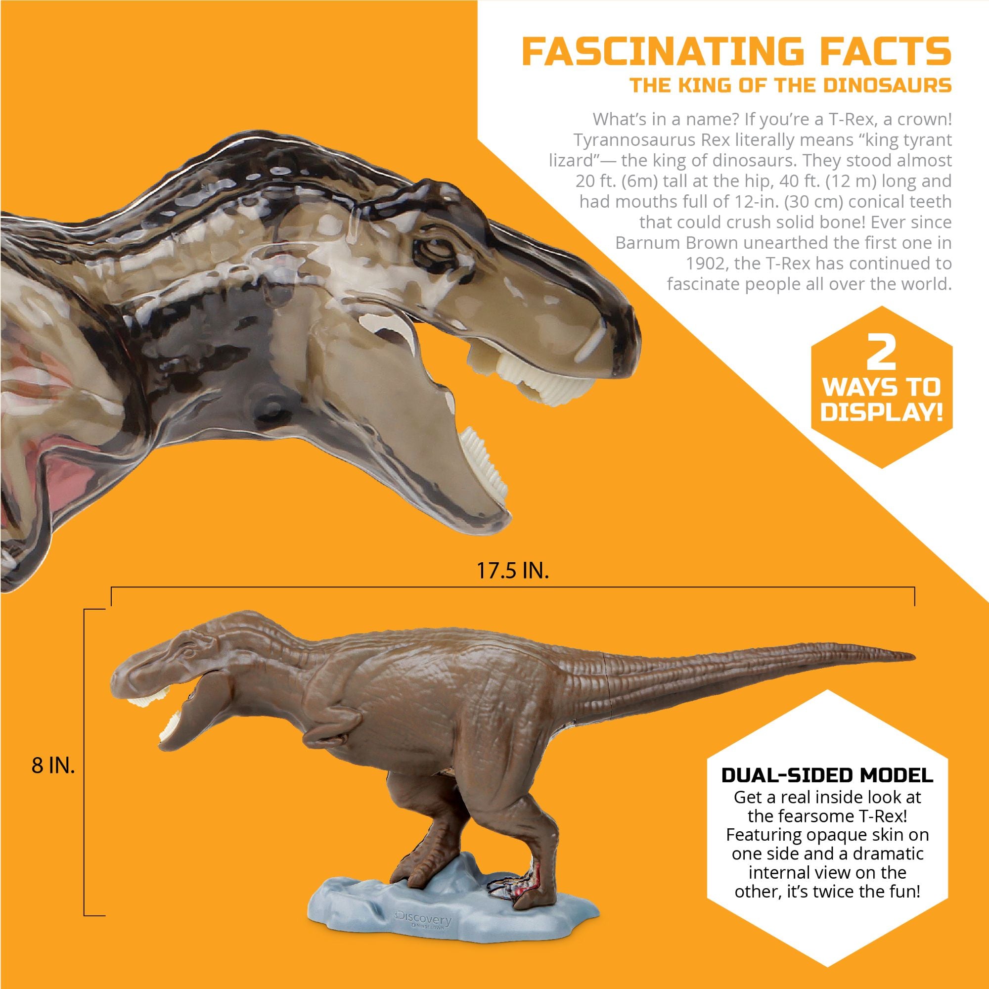 Amazing Discovery 4D T-Rex Anatomy STEM Kit