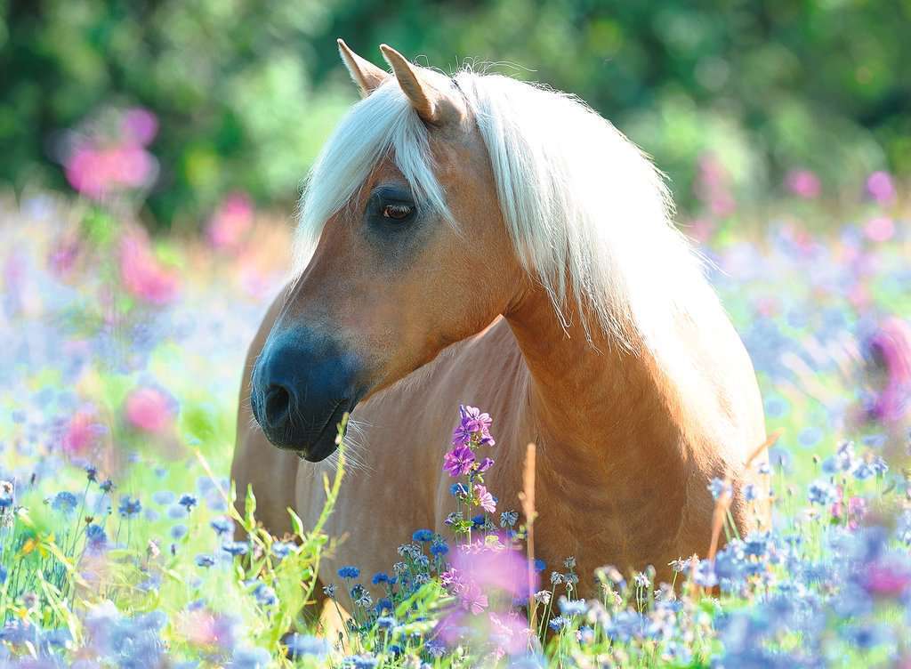 Hot! Ravensburger 300-Piece Wildflower Pony Puzzle