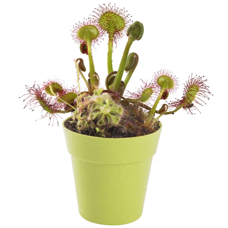Mrs Green's Premium Carnivorous Venus Fly Trap Plant Kit