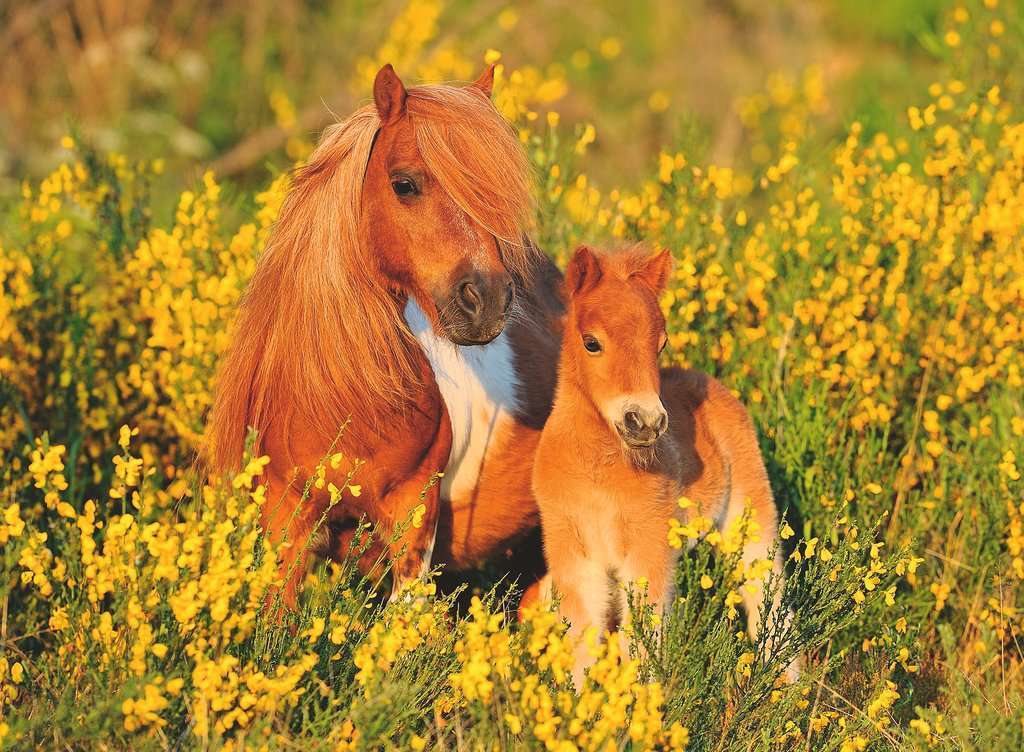 Ravensburger 100-Piece Shetland Ponies Puzzle - Fun for Pony Fans