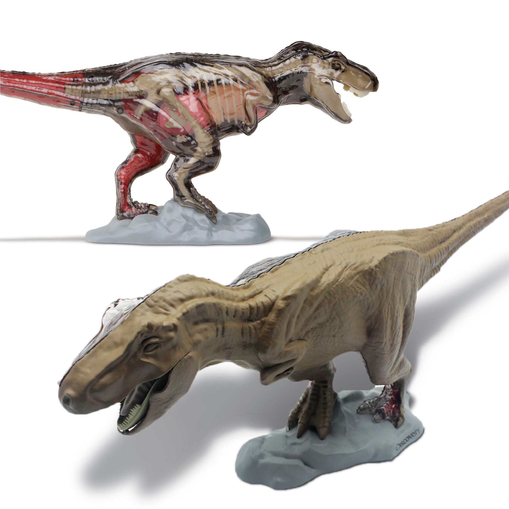 Amazing Discovery 4D T-Rex Anatomy STEM Kit