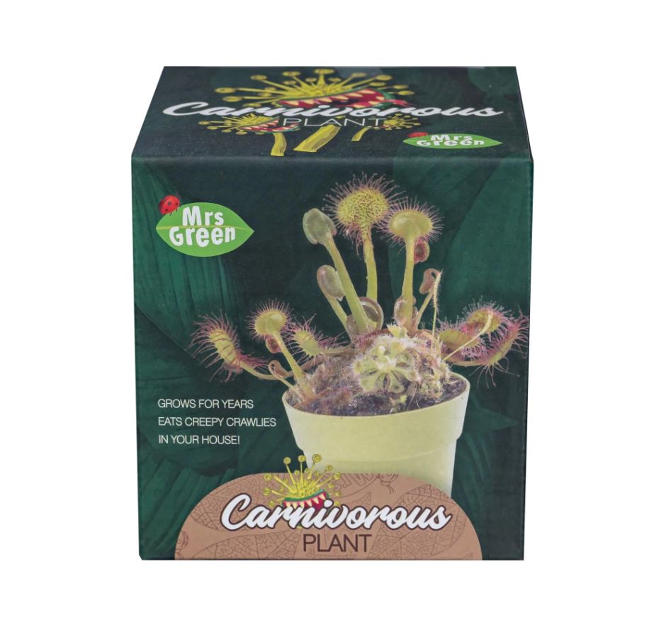 Mrs Green's Premium Carnivorous Venus Fly Trap Plant Kit
