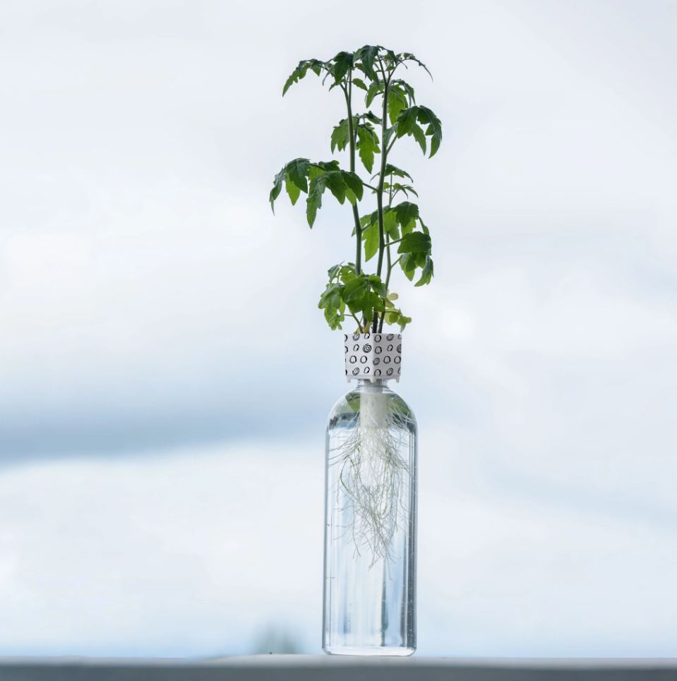 Eco-Friendly Mrs Green Bottle Grower for Indoor Cherry Tomatoes