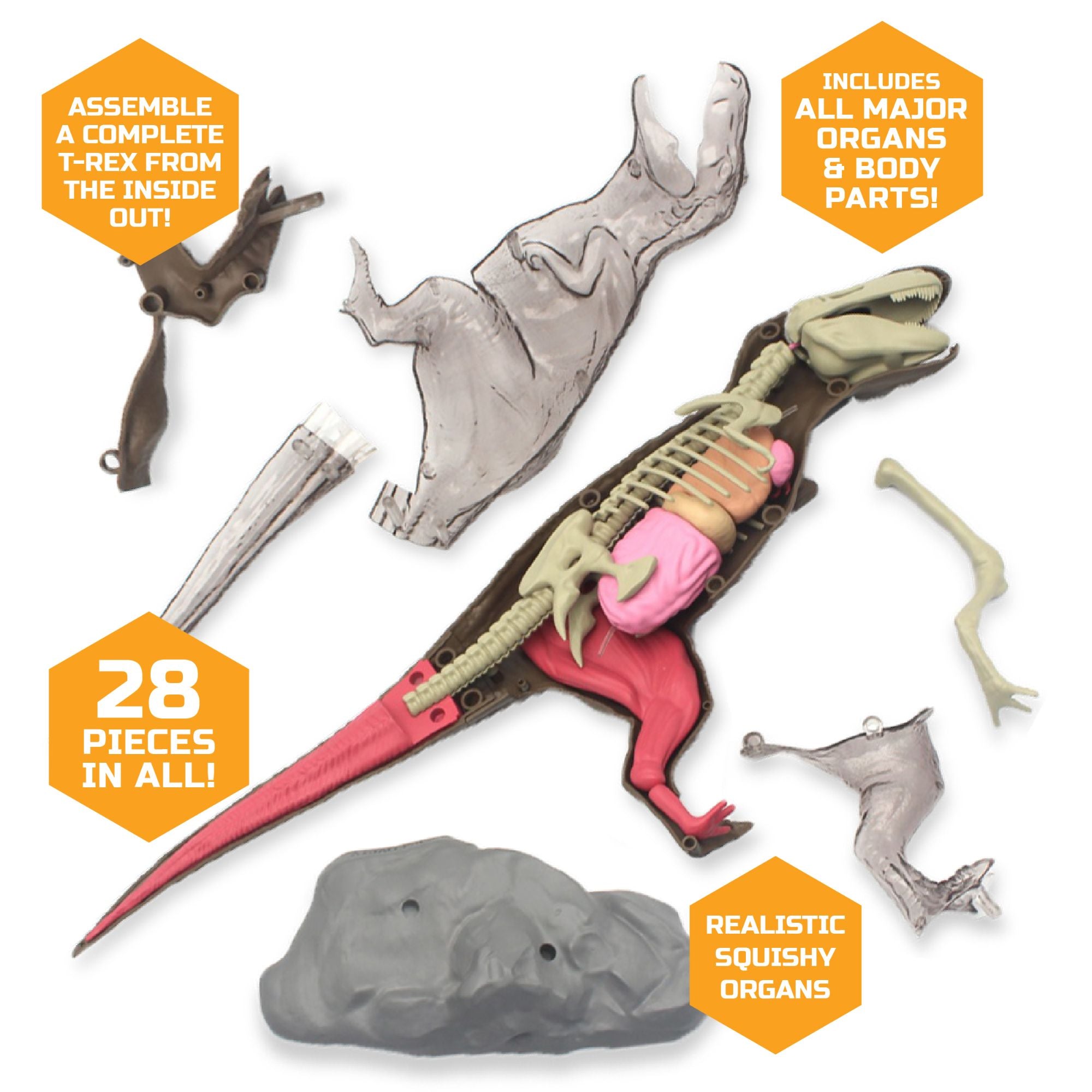 Amazing Discovery 4D T-Rex Anatomy STEM Kit