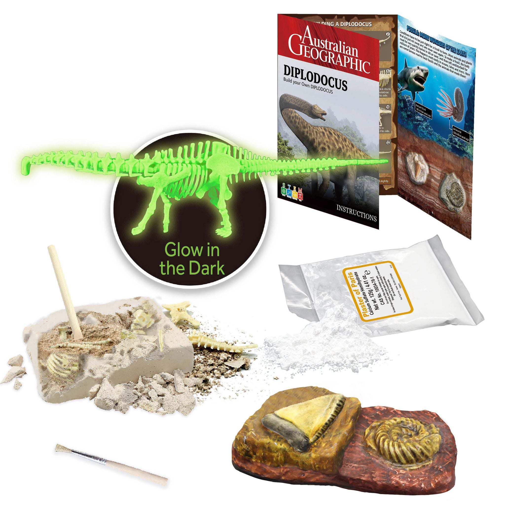 Build Your Own Glow-in-the-Dark Australian Diplodocus Model